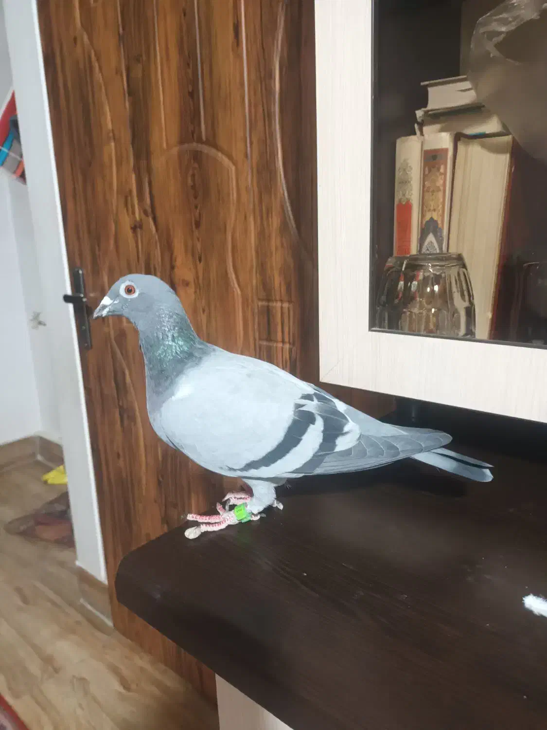 کفتر مسافتی ماده|پرنده|نسیم‌شهر, |دیوار