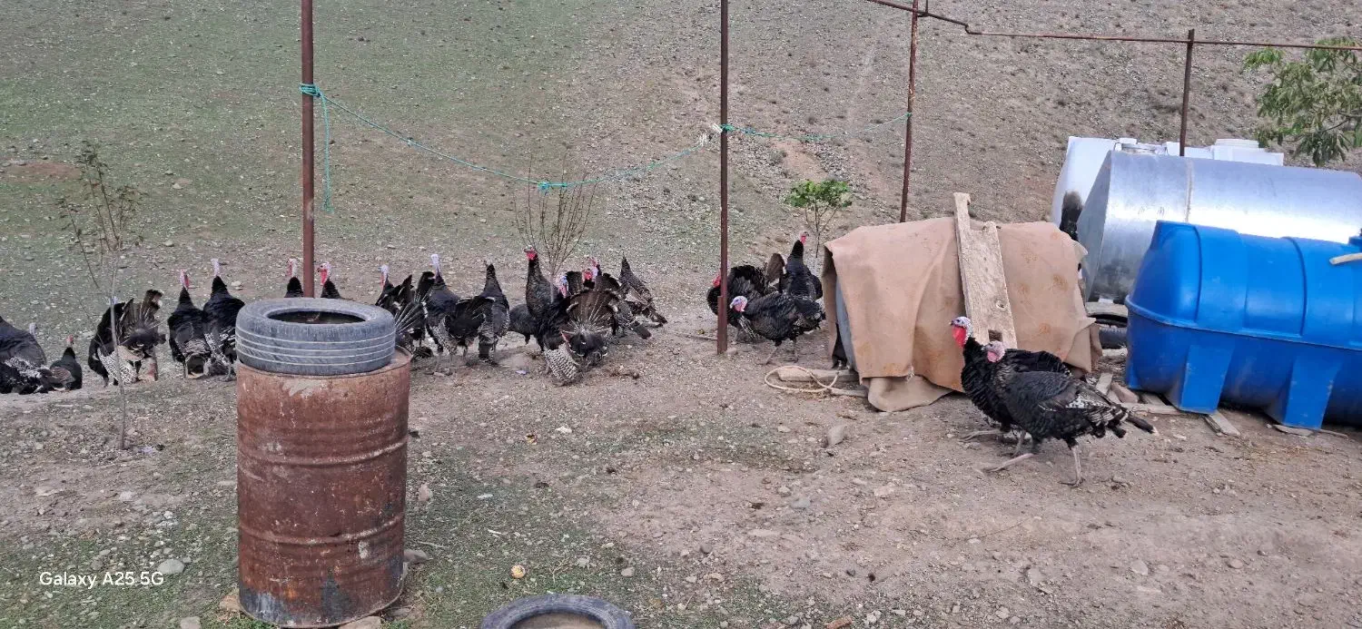 بوقلمون طبیعی تعداد 70|حیوانات مزرعه|بران, |دیوار