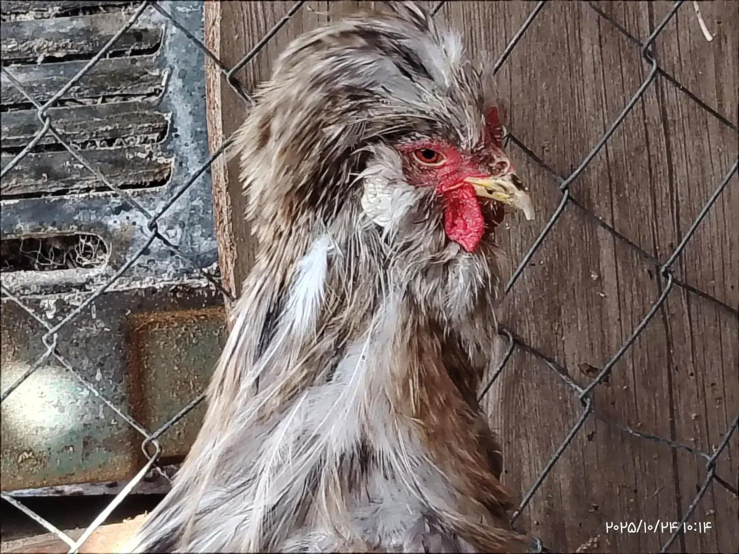 خروس سلطان|حیوانات مزرعه|قم, علی آباد سعدگان|دیوار