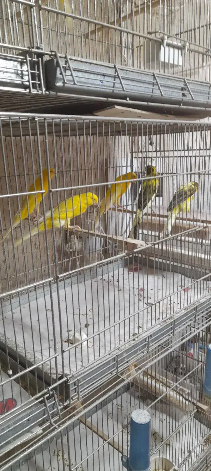 قناری رسمی|پرنده|یزد, |دیوار