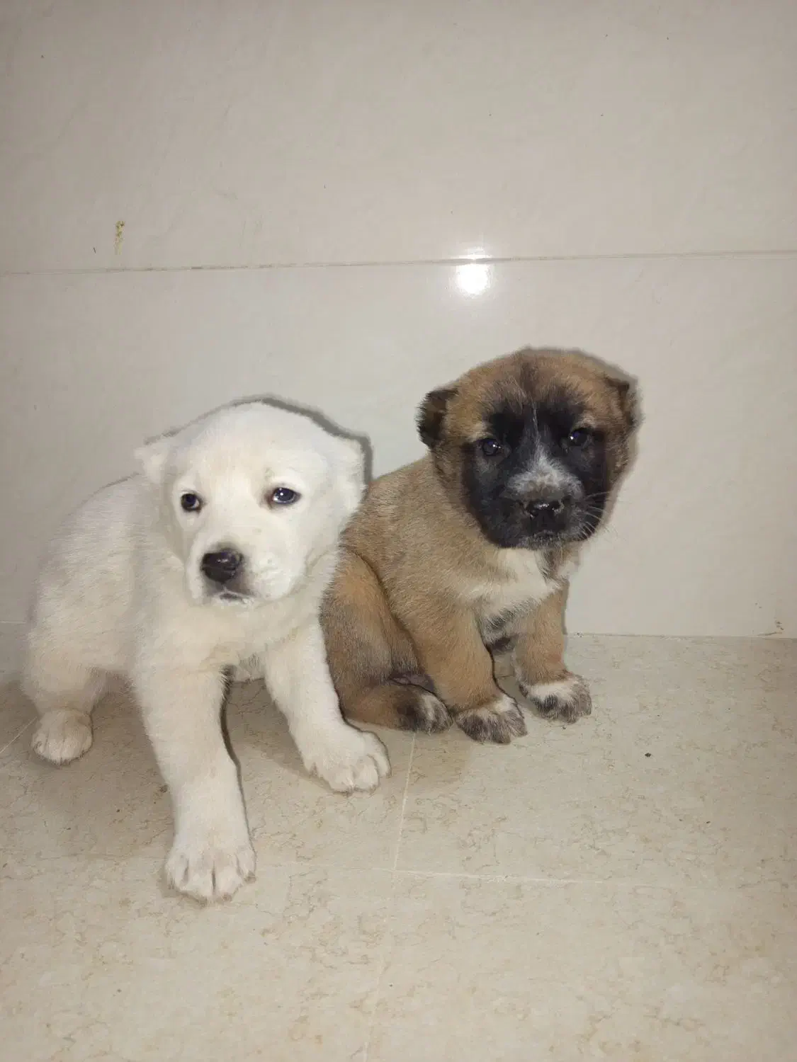 طوله البای|سگ|گنبد کاووس, |دیوار