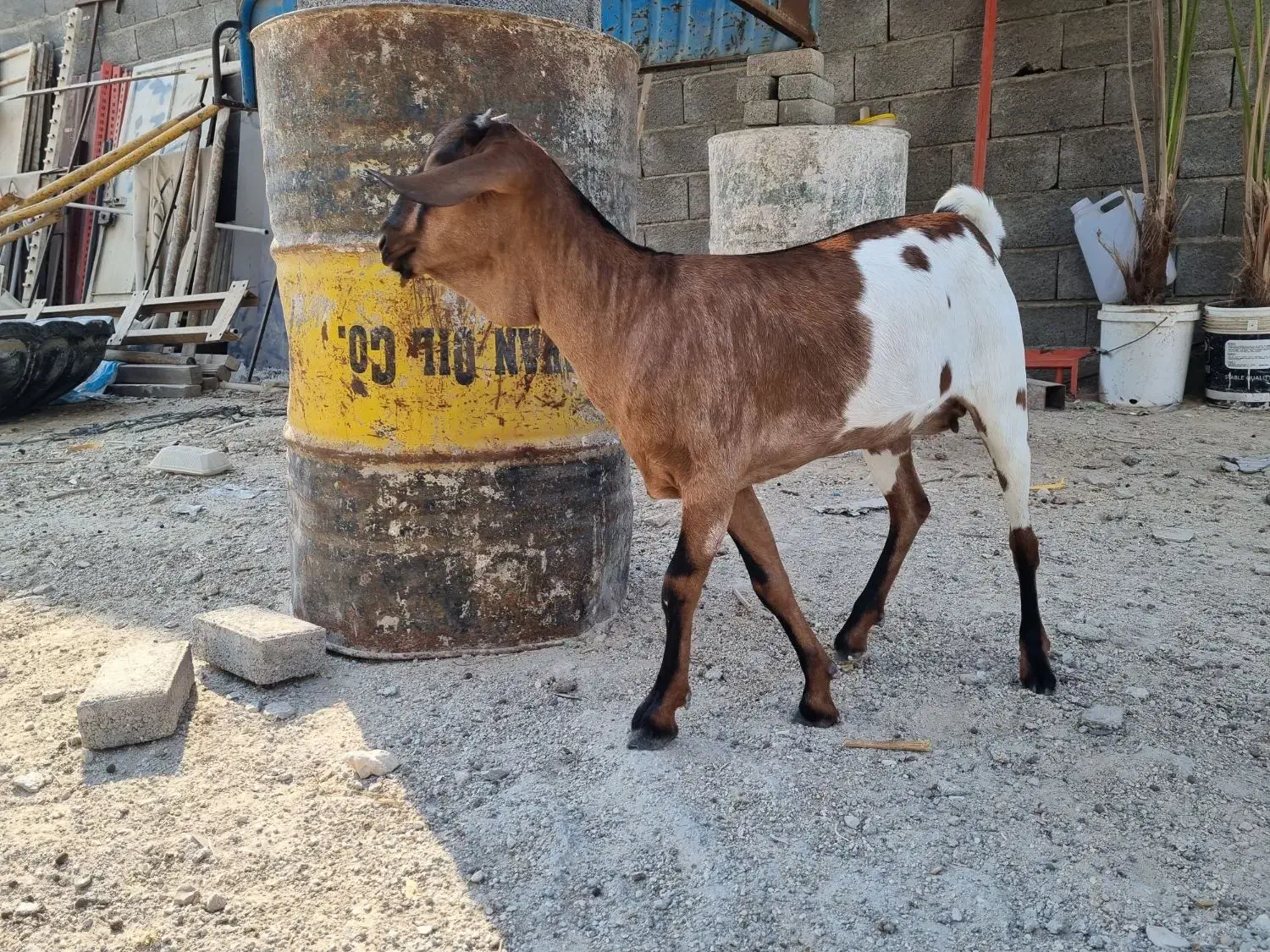 ماده صومال اصل|حیوانات مزرعه|عسلویه, |دیوار