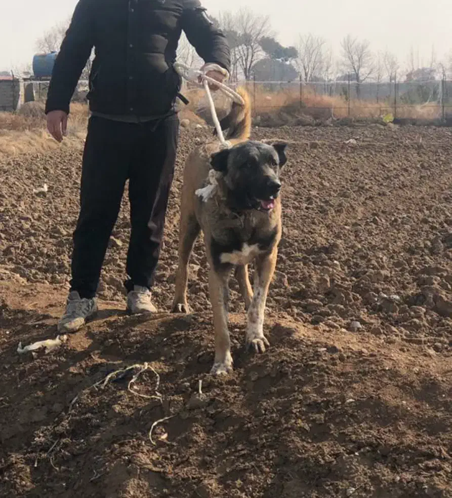 سگ سرابی|سگ|باقرشهر, |دیوار