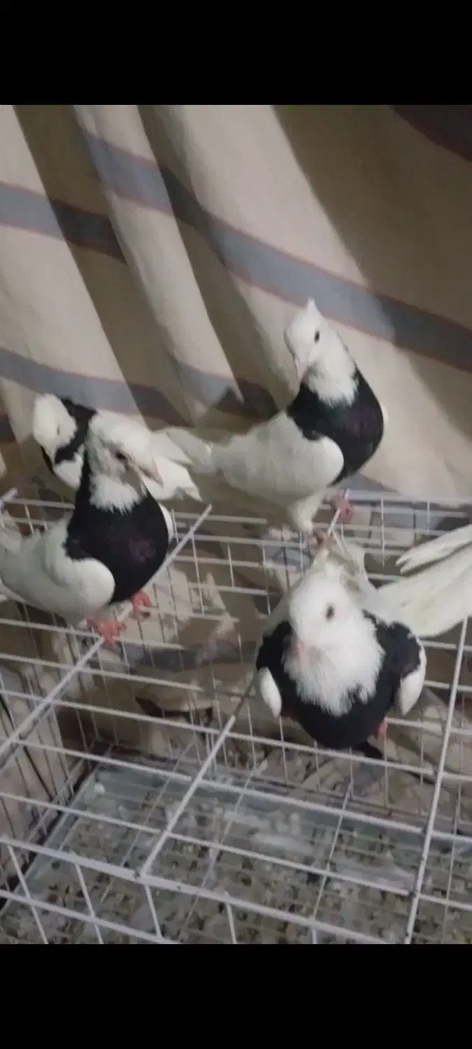 طوق سیاه|پرنده|دره شهر, |دیوار