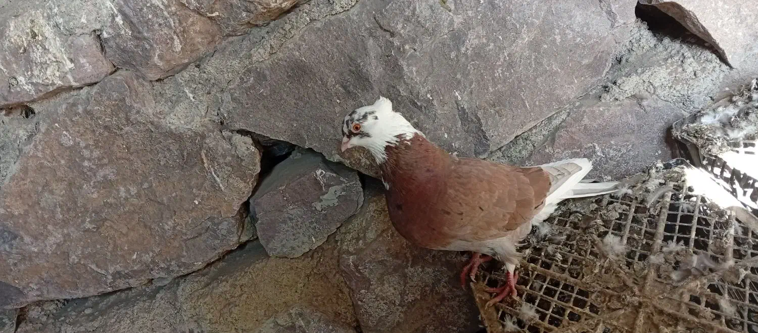 ی جفت شازده اوچب اوینیان ب شرط|پرنده|ارشق, |دیوار