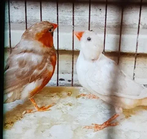 فنج کینگ|پرنده|بندرعباس, |دیوار