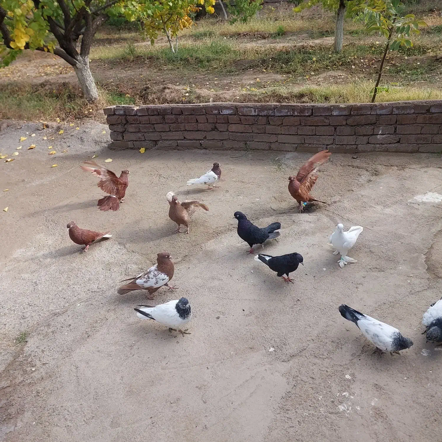 کبوتر|پرنده|مرند, |دیوار