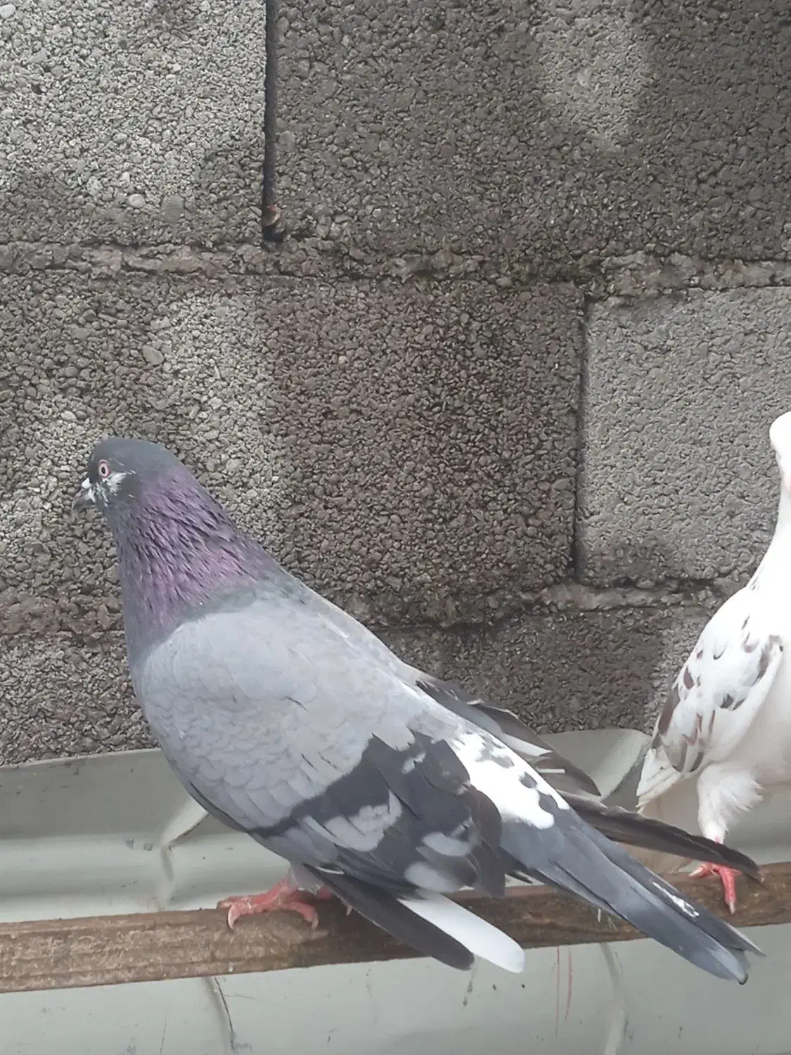 کبوتر|پرنده|رشت, آتشگاه|دیوار