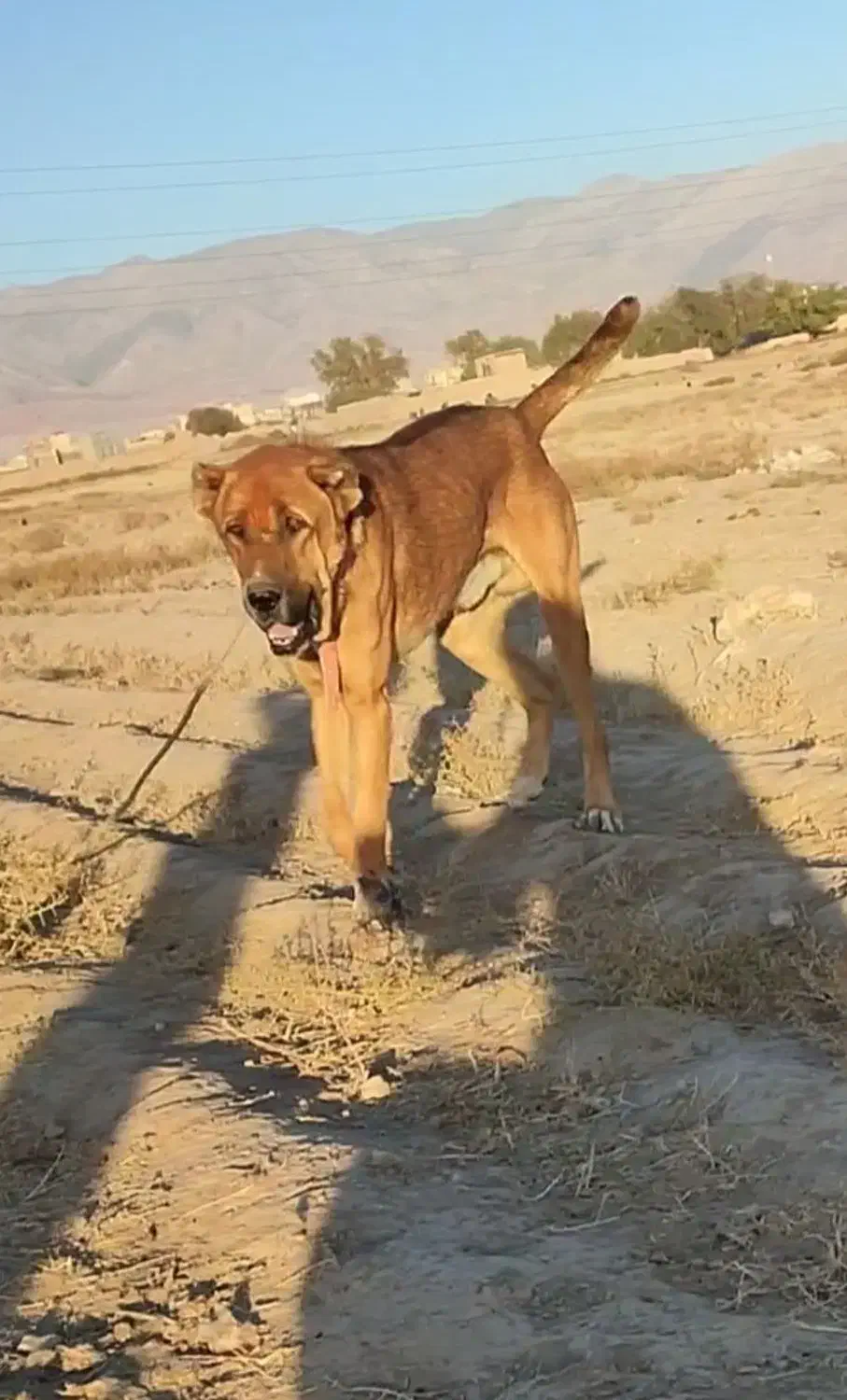 واگذاری سگهای خراسانی نگهبان و گلگی|سگ|مشهد, احمدآباد|دیوار
