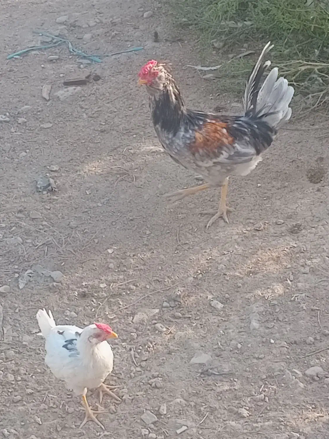 خروس گلین طوسی|حیوانات مزرعه|نسیم‌شهر, |دیوار