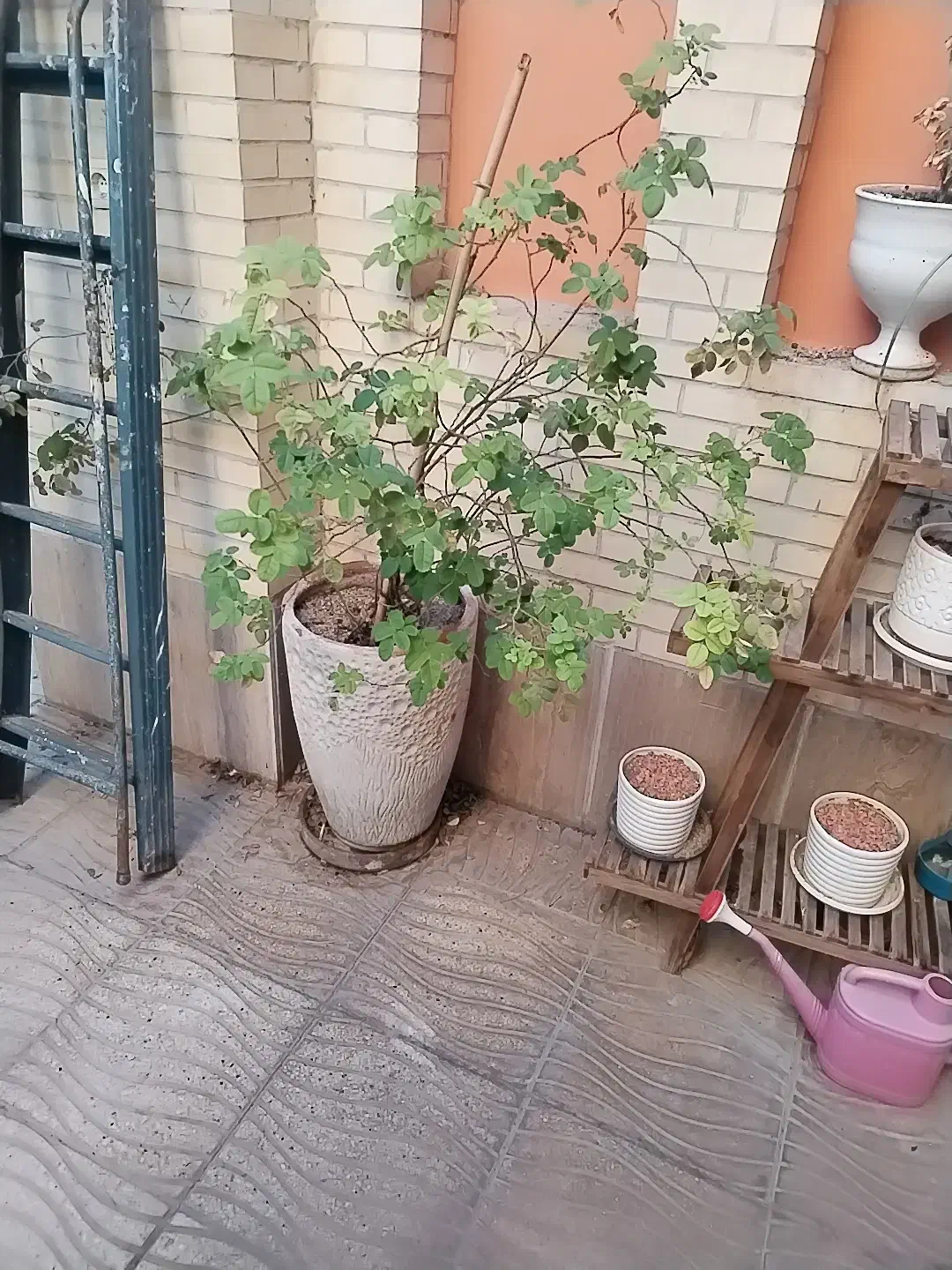 گل و گلدان ها|گل و گیاه طبیعی|یزد, |دیوار