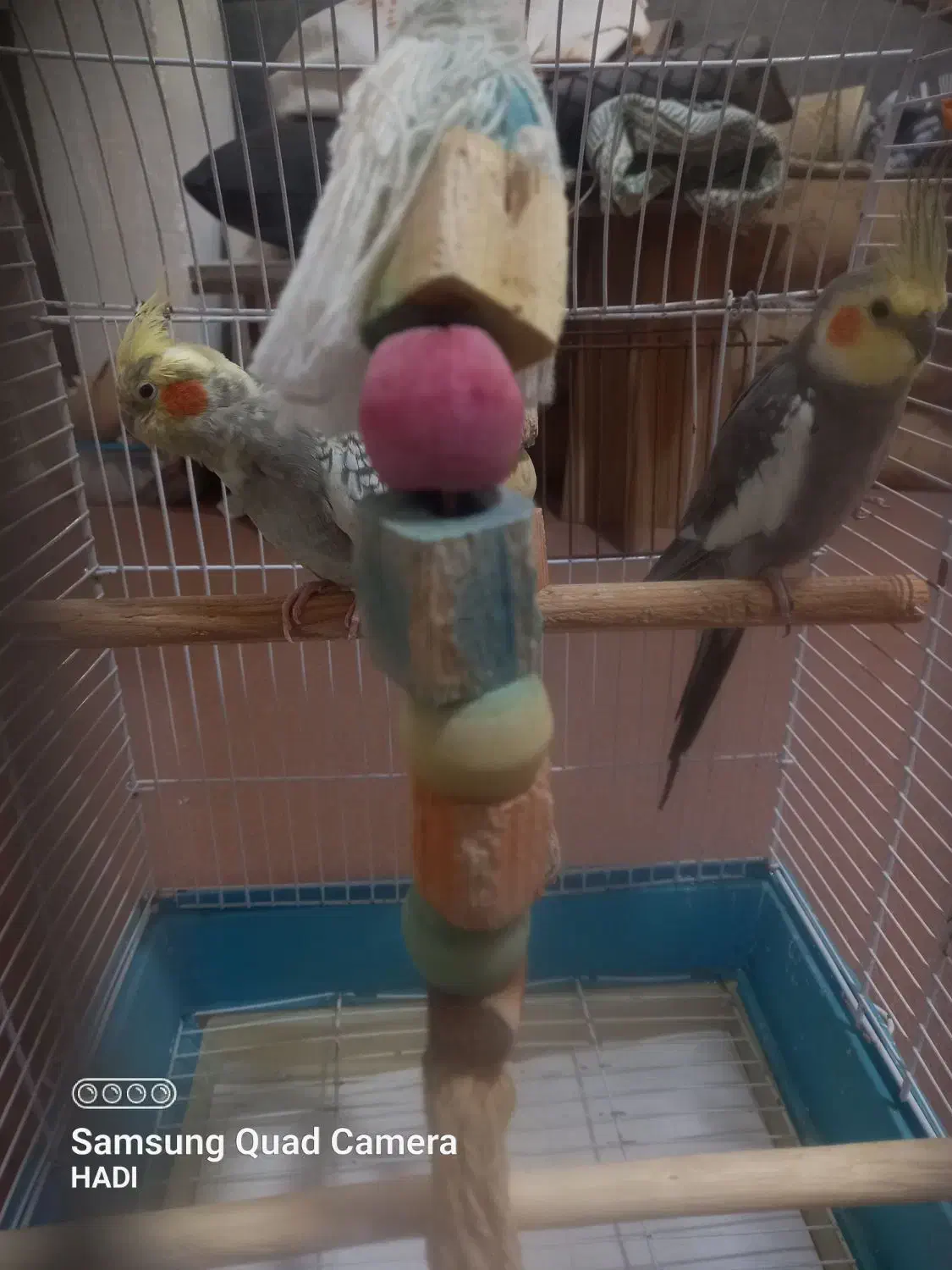 عروس هلندی|پرنده|صومعهسرا, |دیوار