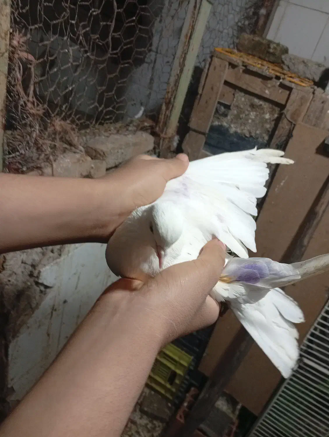 سه. عدد. کفتر|پرنده|چالوس, |دیوار