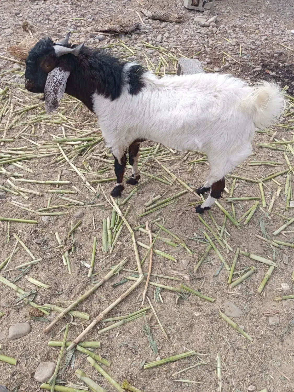 گوسفند مری سه قلو زا|حیوانات مزرعه|ایرانشهر, |دیوار