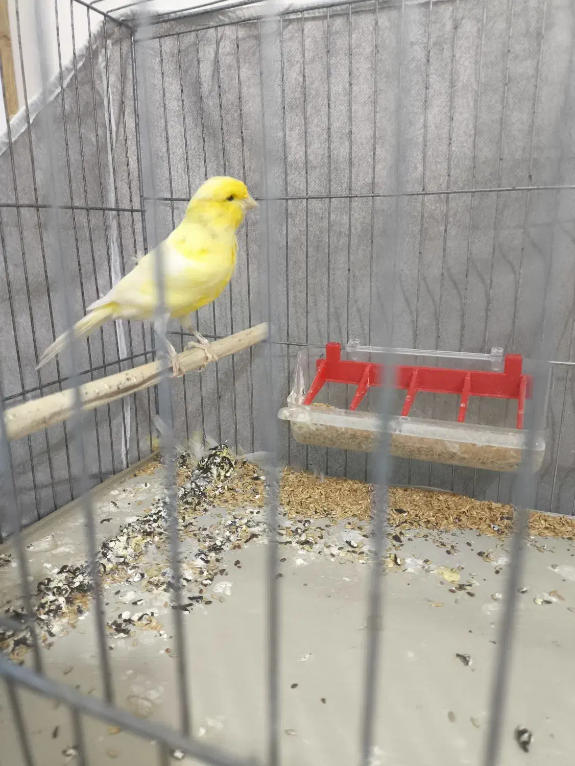 قناری نر و ماده با دوعدد قفس|پرنده|فولادشهر, مسکن مهر فولادشهر|دیوار