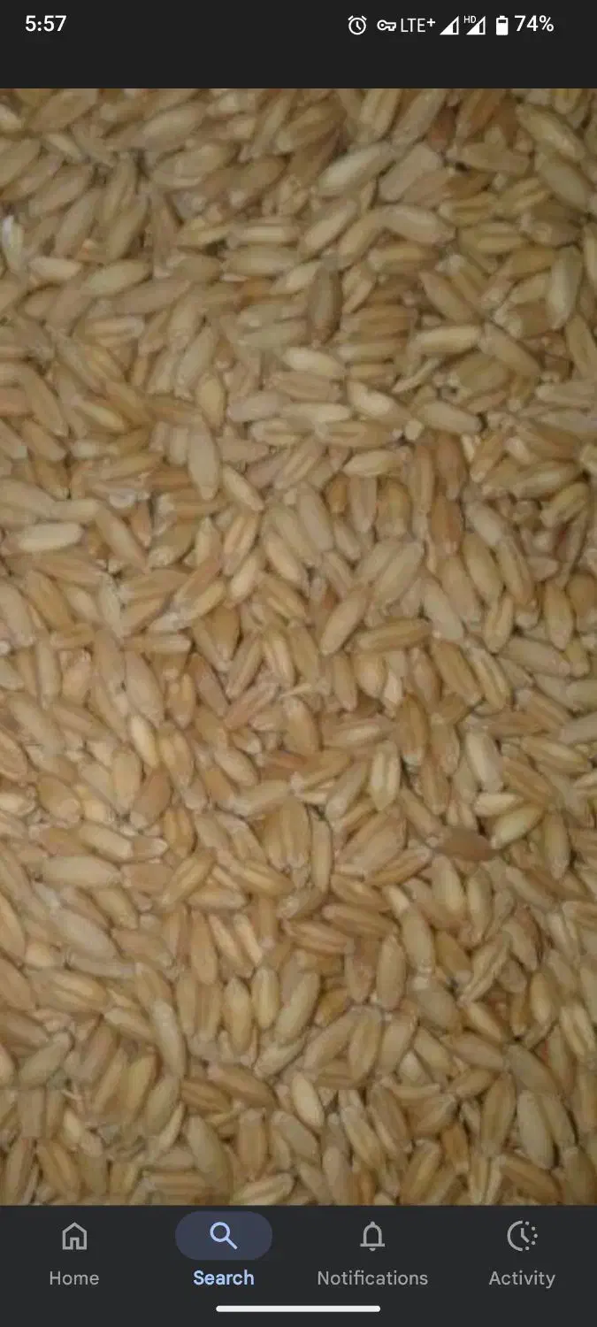 گندم دیم هشترود|عمدهفروشی|بیلوار, |دیوار