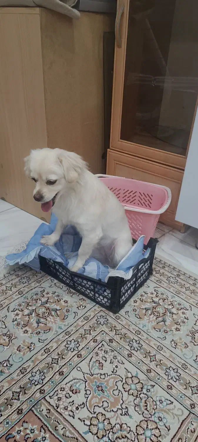 سگ اشپیتز|سگ|قروه, |دیوار