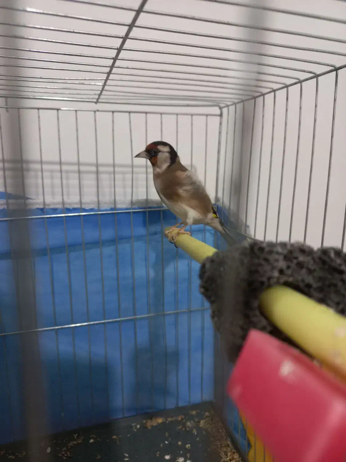 سهره چهارگل نر ۳سال قفس|پرنده|مشهد, شهید بصیر|دیوار