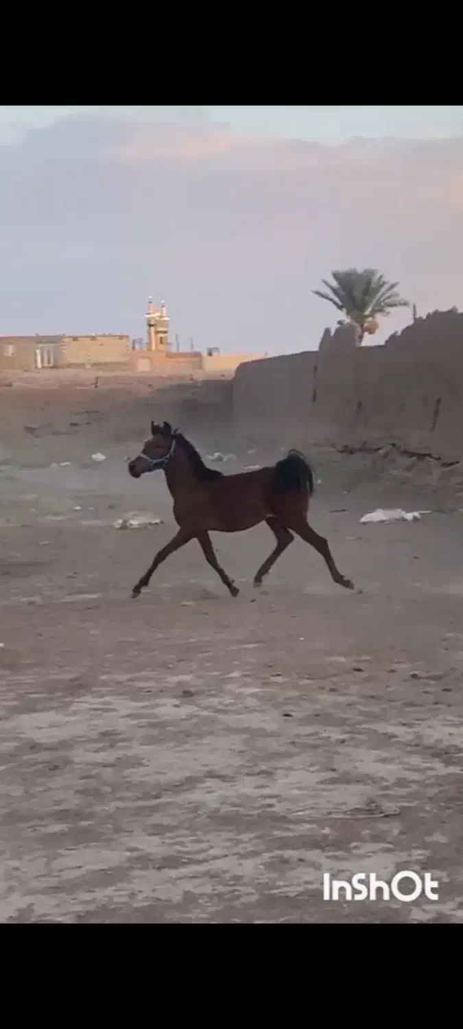 فروش کره نریان شجره دار|اسب و تجهیزات اسب‌سواری|رفسنجان, |دیوار