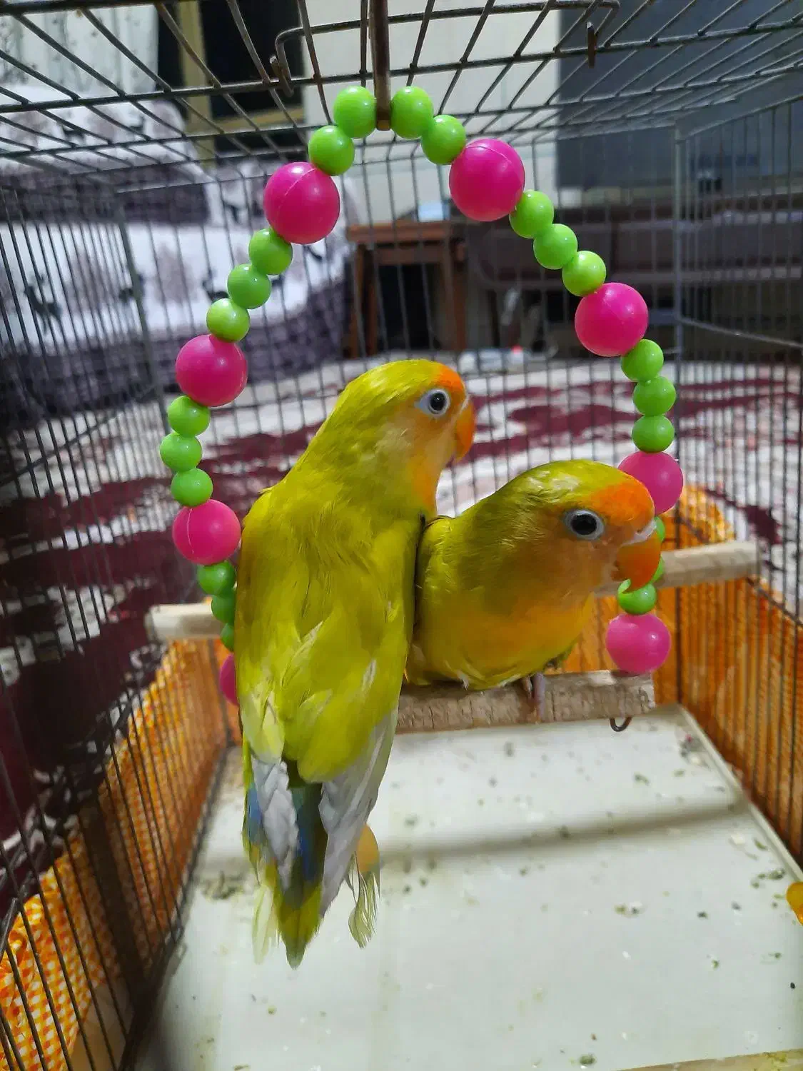 کوتوله برزیلی|پرنده|آباده, |دیوار