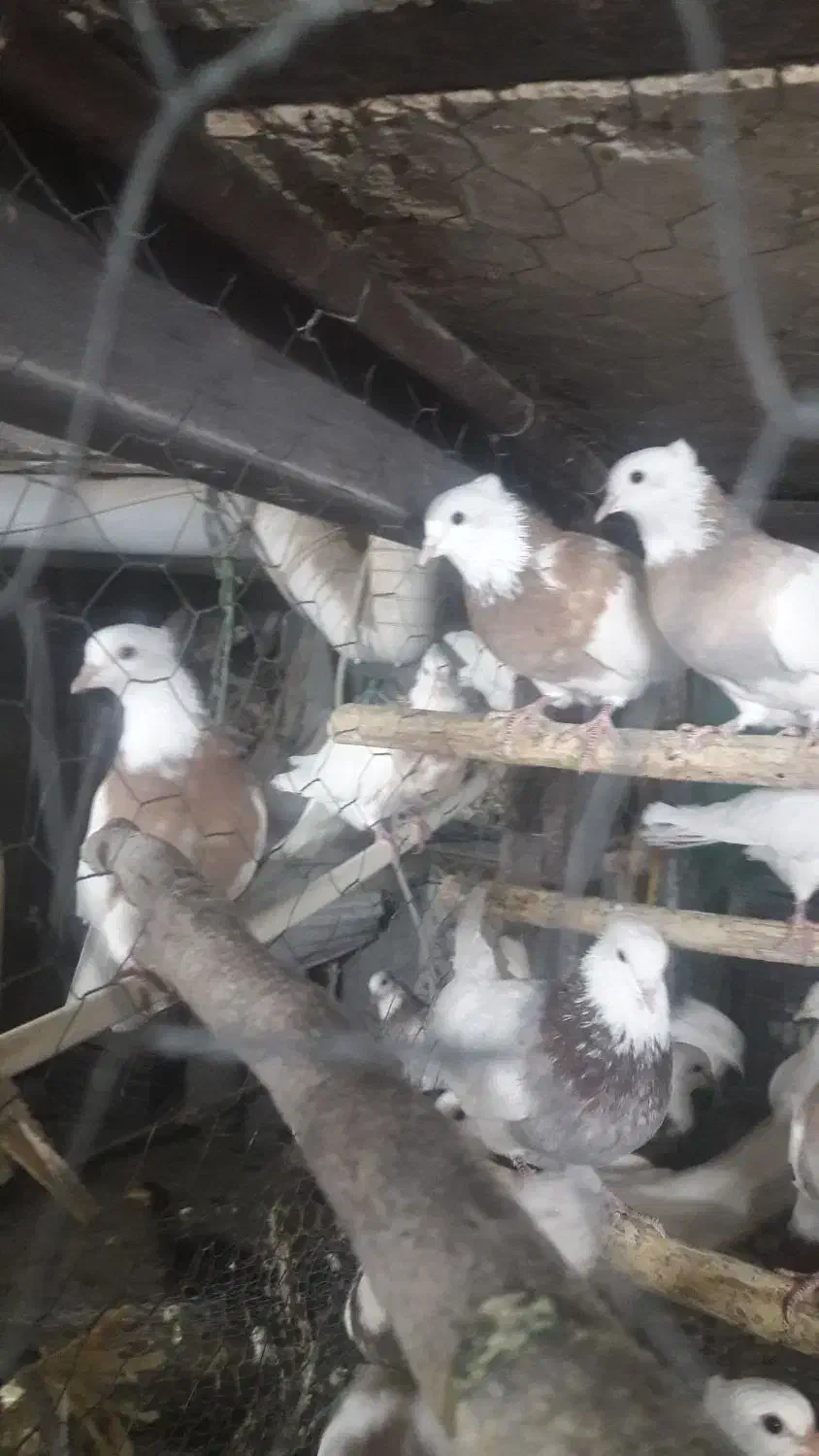 کبوتر طوقی|پرنده|کرمانشاه, |دیوار