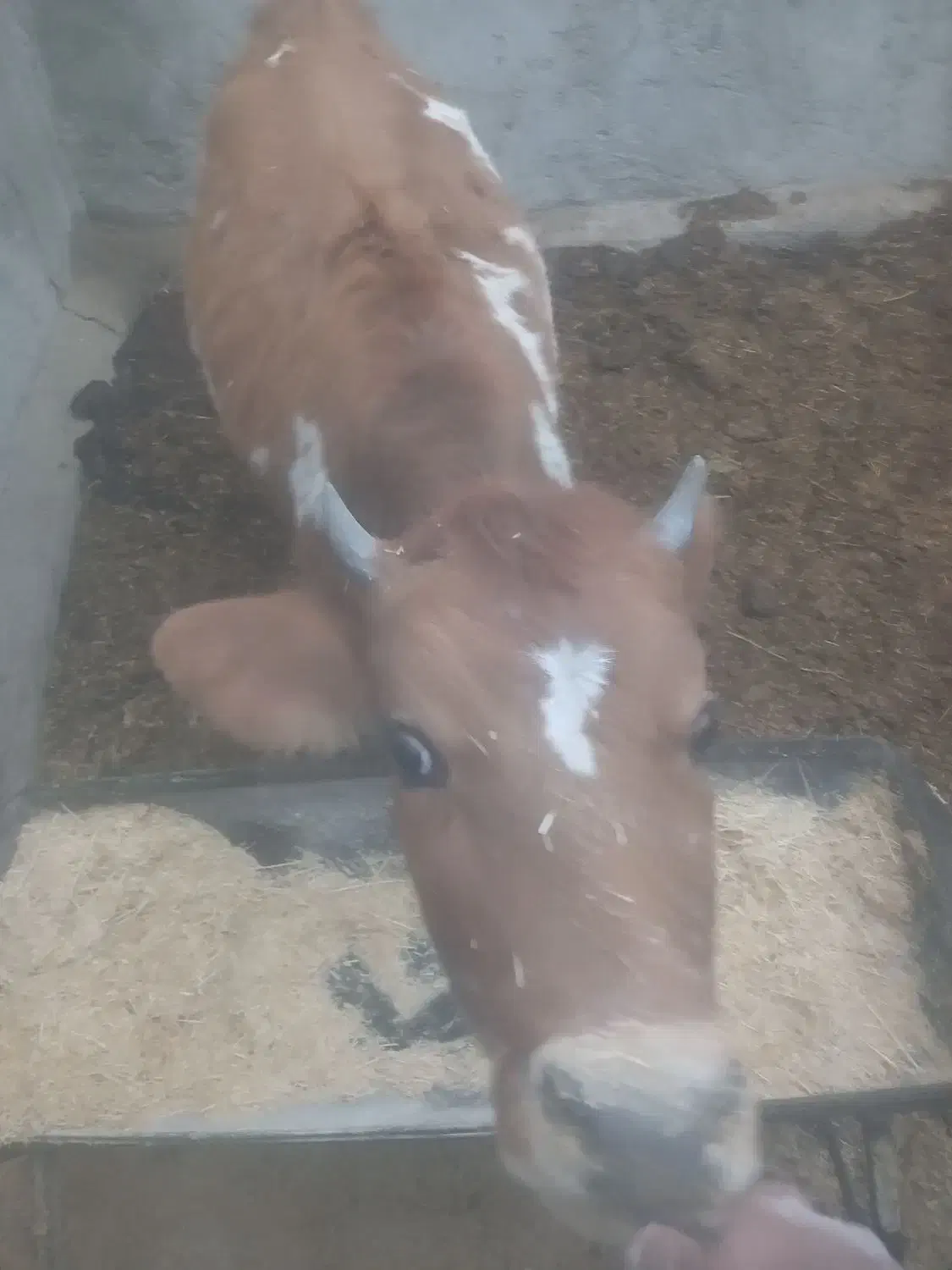 تلیسه جرزی درجه یک سه ماه آبستن|حیوانات مزرعه|مهریز, |دیوار