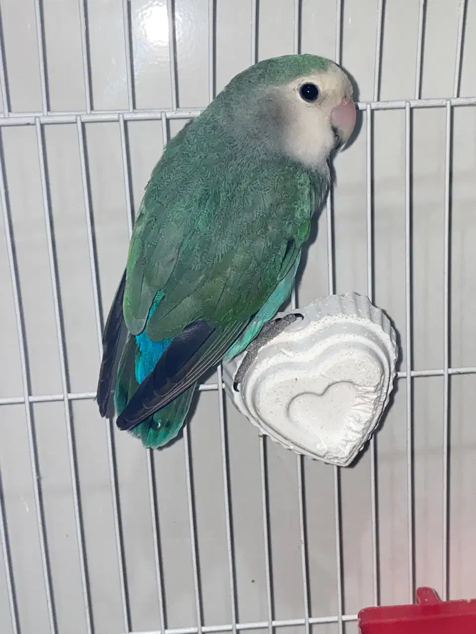 برزیلی|پرنده|بندرلنگه, |دیوار