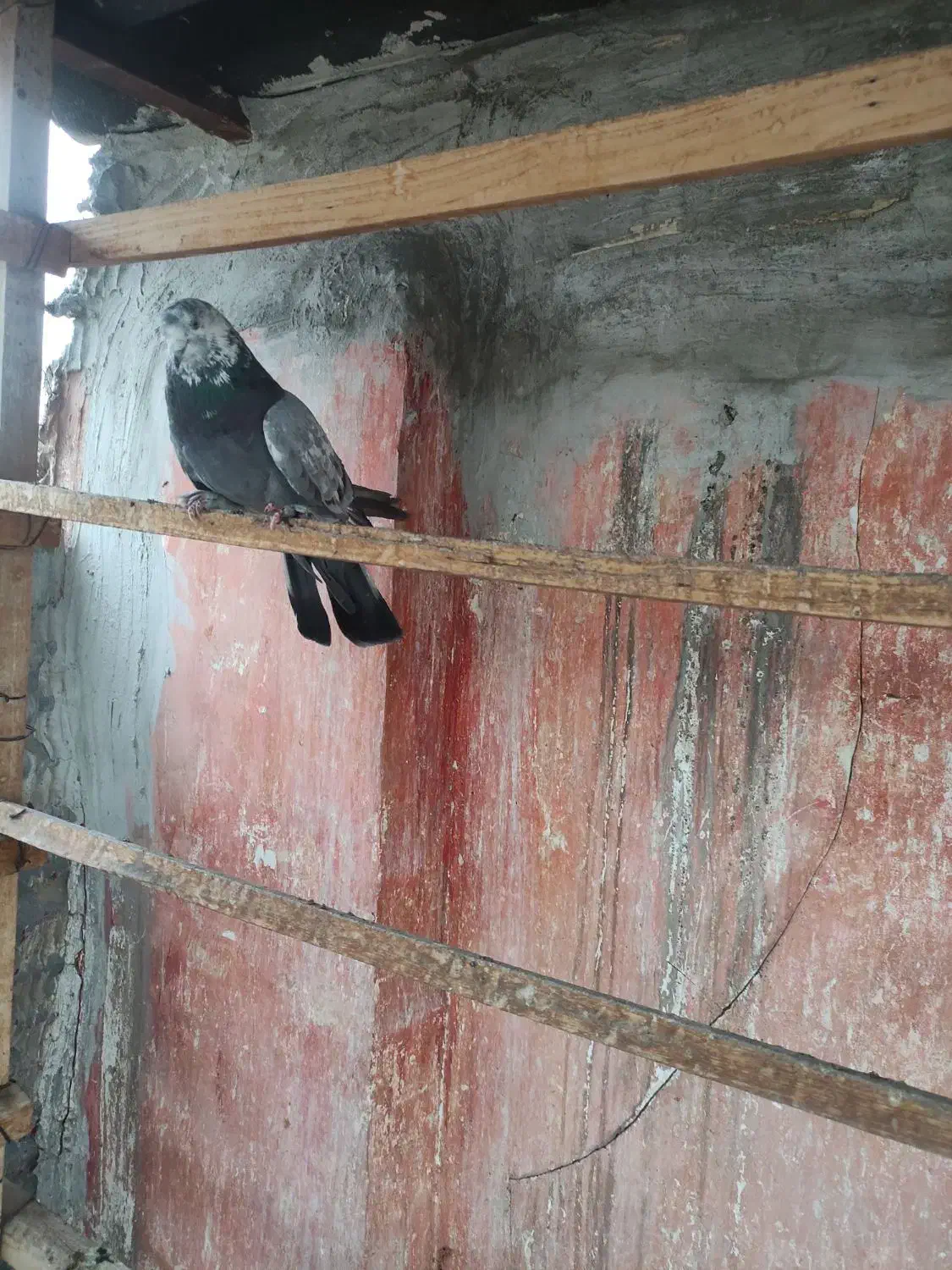 کبوتر صدا کن پر|حیوانات|خمینی‌شهر, |دیوار