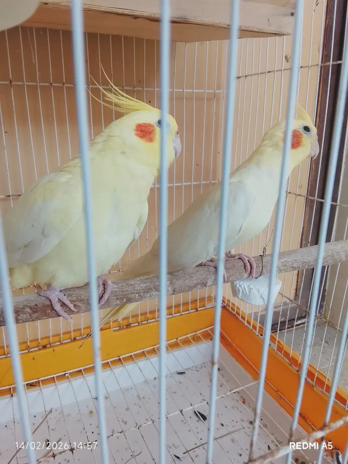 خروس سرحال|پرنده|قشم, |دیوار