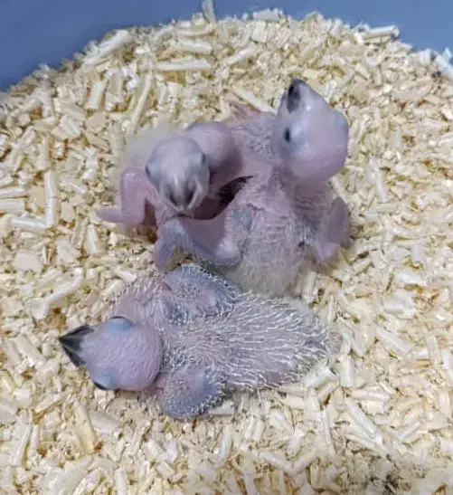 جوجه طوطی سرلاکی|پرنده|کرج, عظیمیه|دیوار