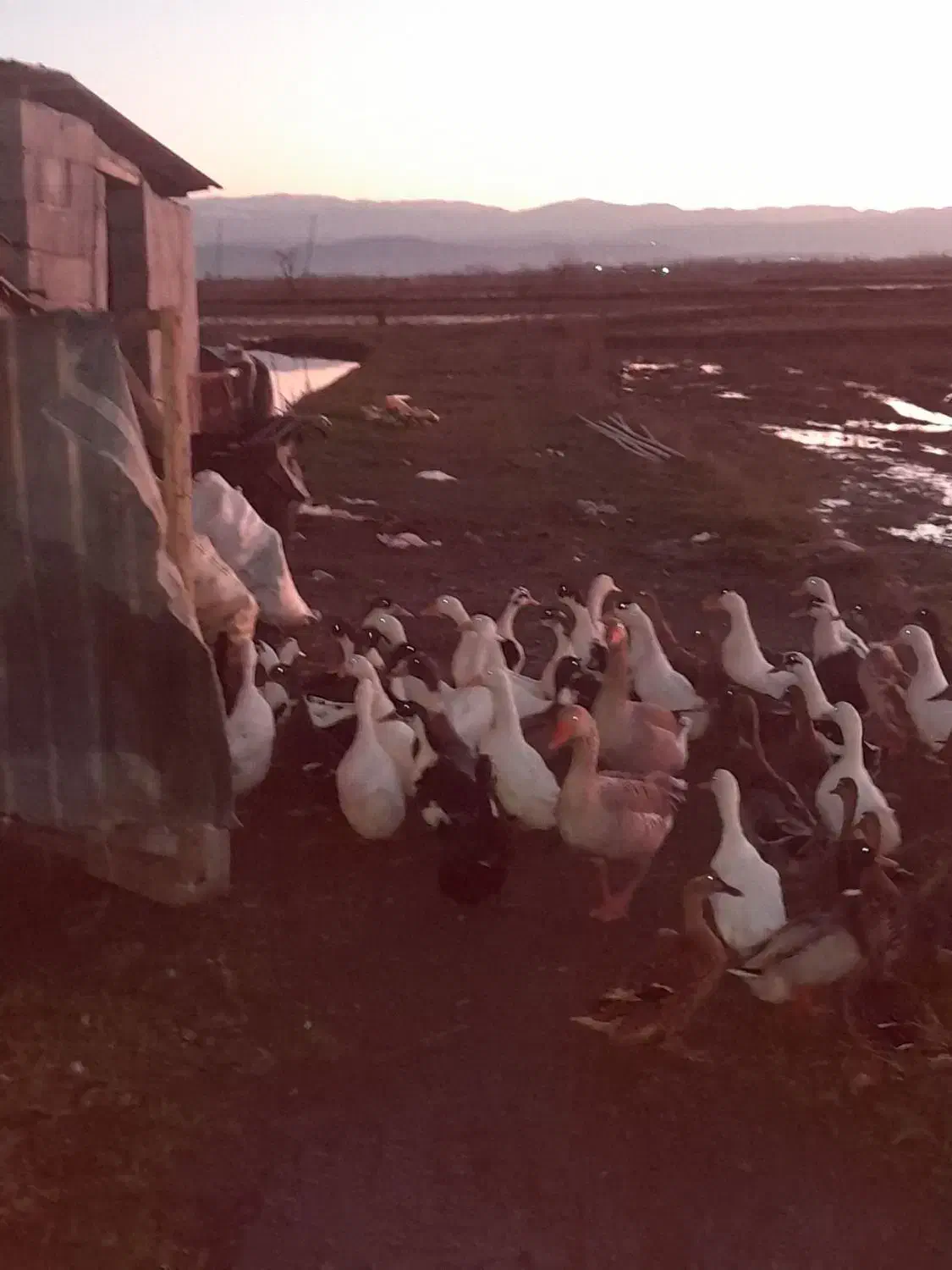 اردک|حیوانات مزرعه|کیاشهر, |دیوار