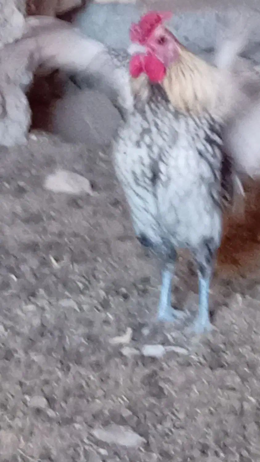 خروس میناتوری|حیوانات مزرعه|سرایان, |دیوار