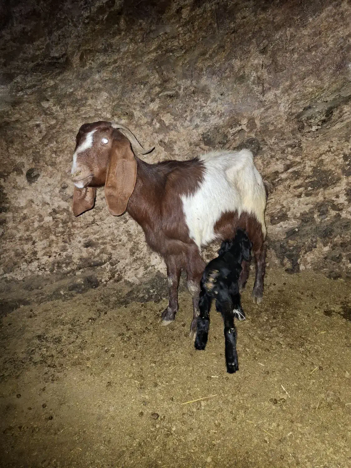 بز وبزغاله|حیوانات مزرعه|کرمانشاه, |دیوار