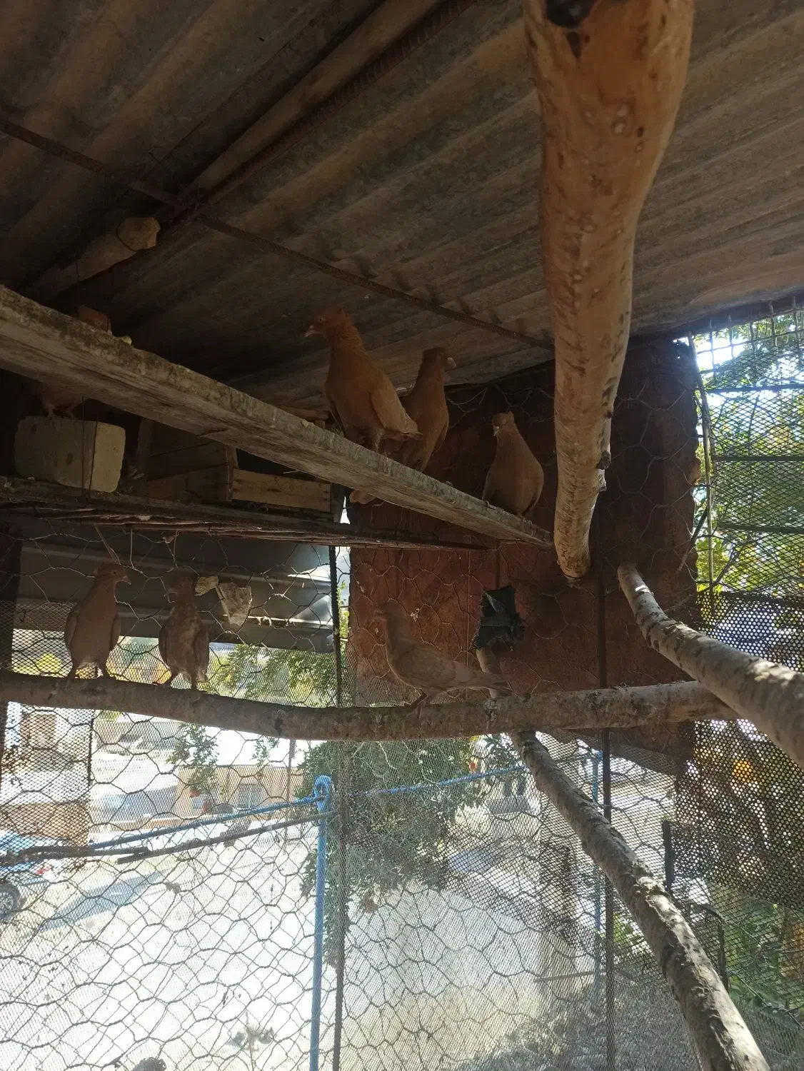 کبوتر|پرنده|بدره, |دیوار