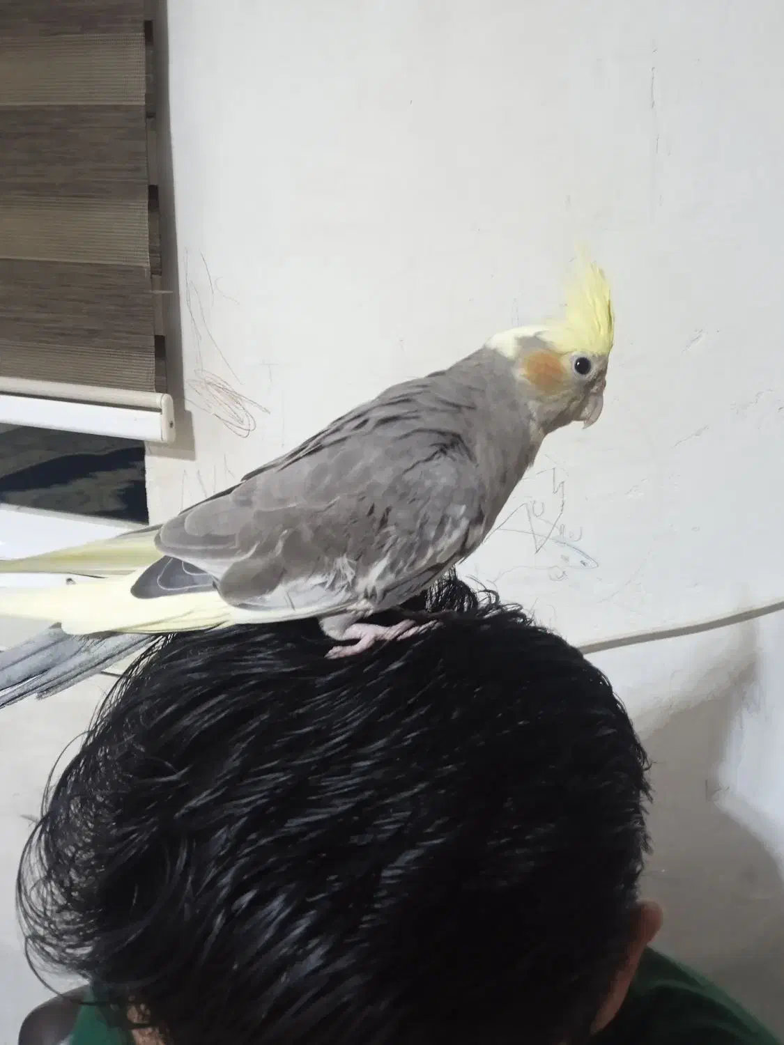 طوطی عروس هلندی|پرنده|کیاشهر, |دیوار