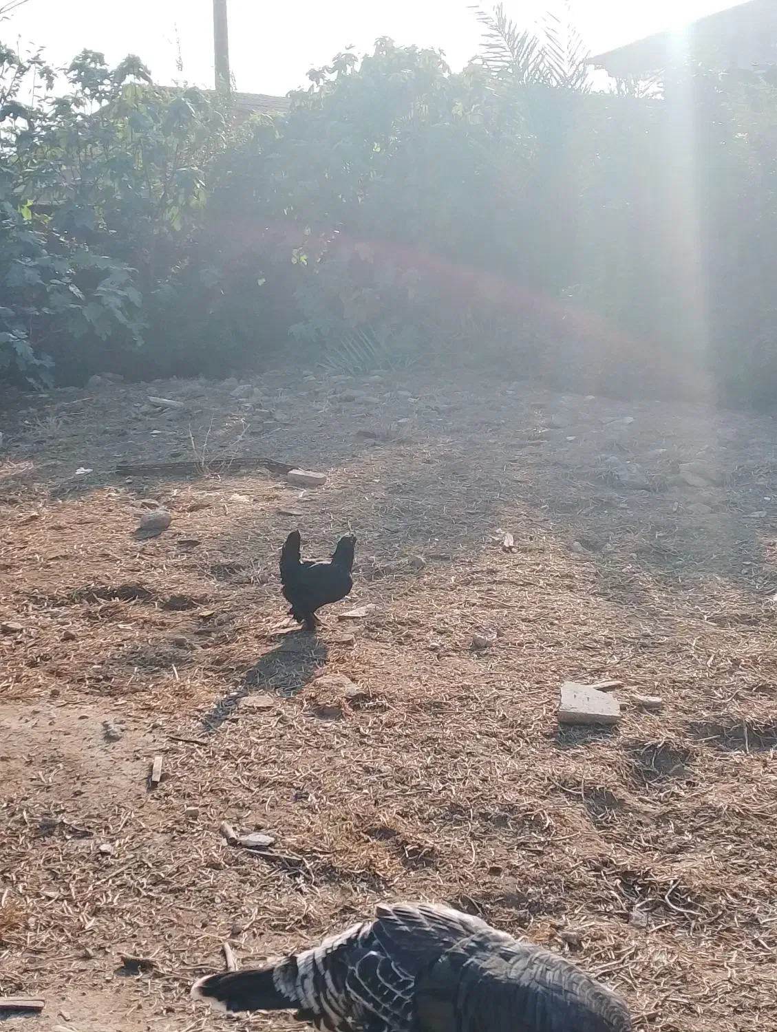 مرغ خوروس برهما بالق تخمگذار|حیوانات مزرعه|مزرعه کتول, |دیوار