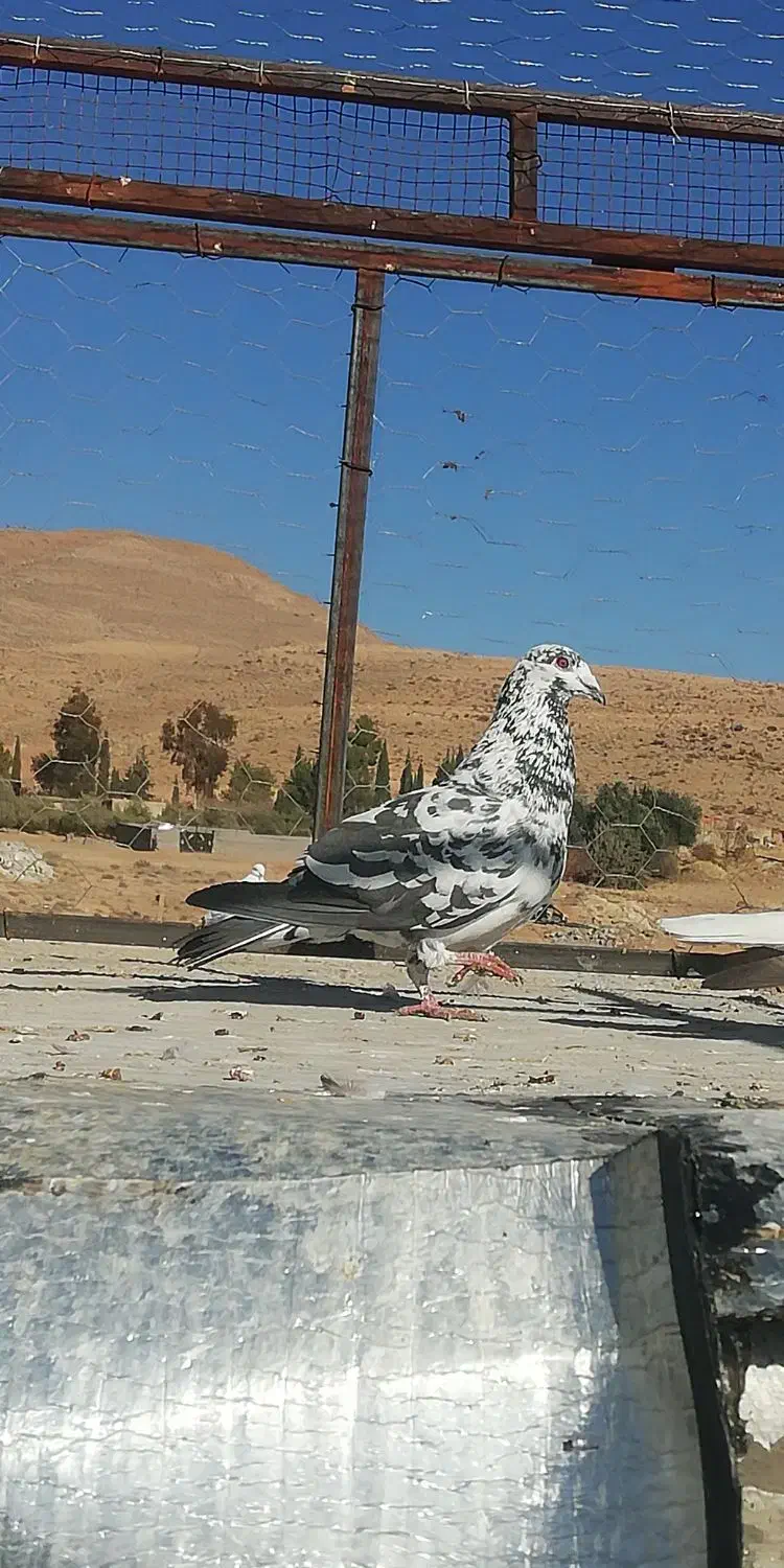 کبوتر|پرنده|شیراز, محمدیه|دیوار