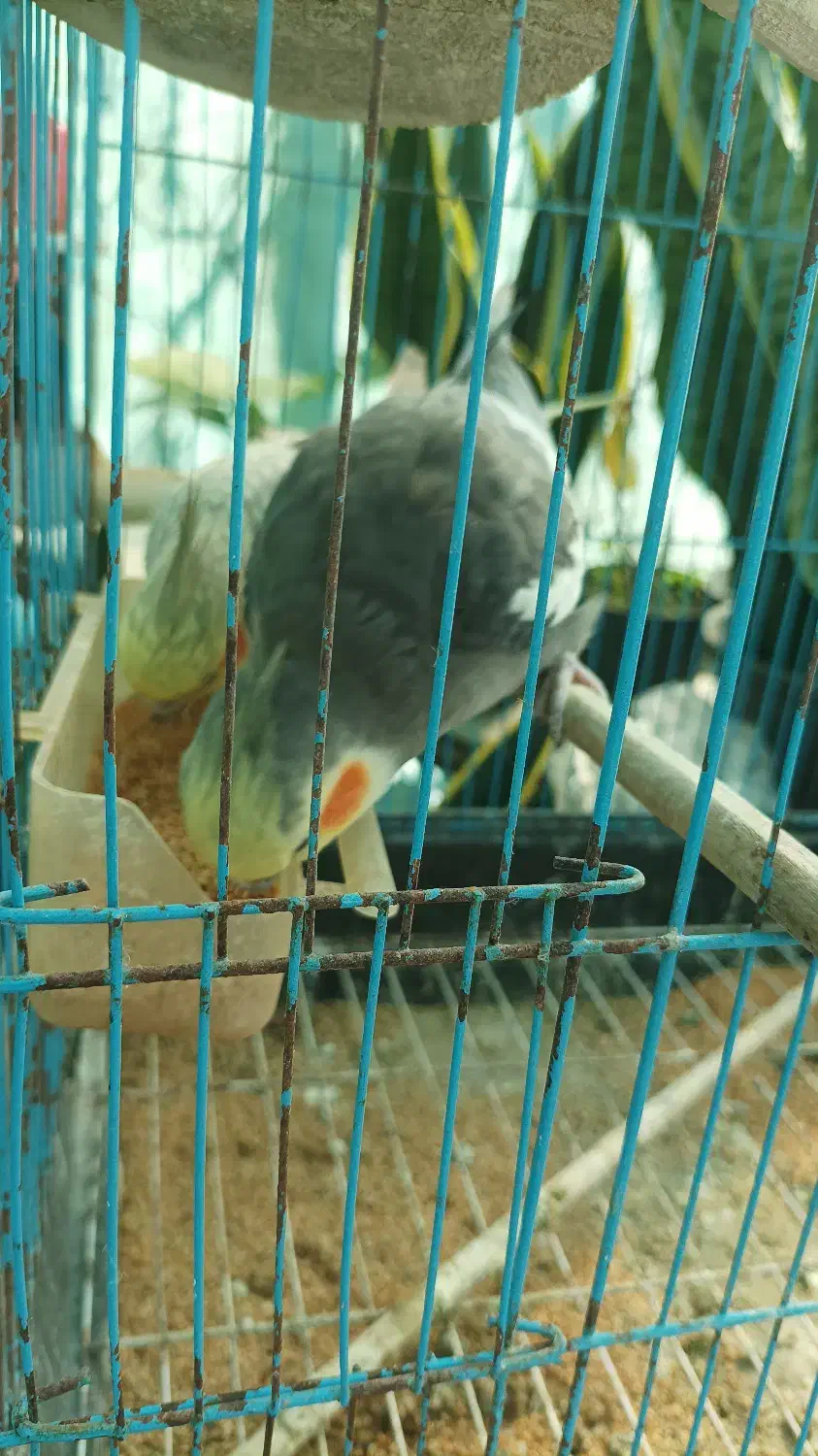 عروس هلندی|پرنده|بهشهر, |دیوار