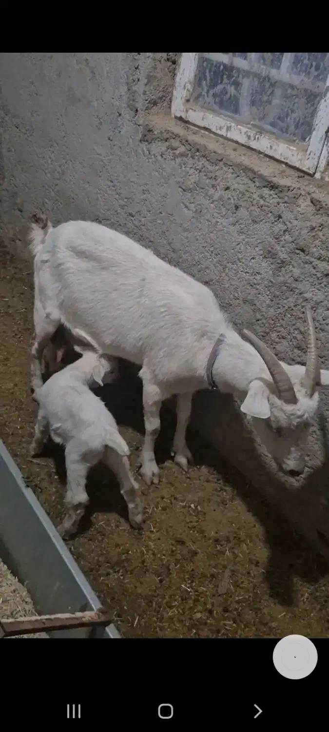 یک عددبزسانن زایده|حیوانات مزرعه|قائن, |دیوار