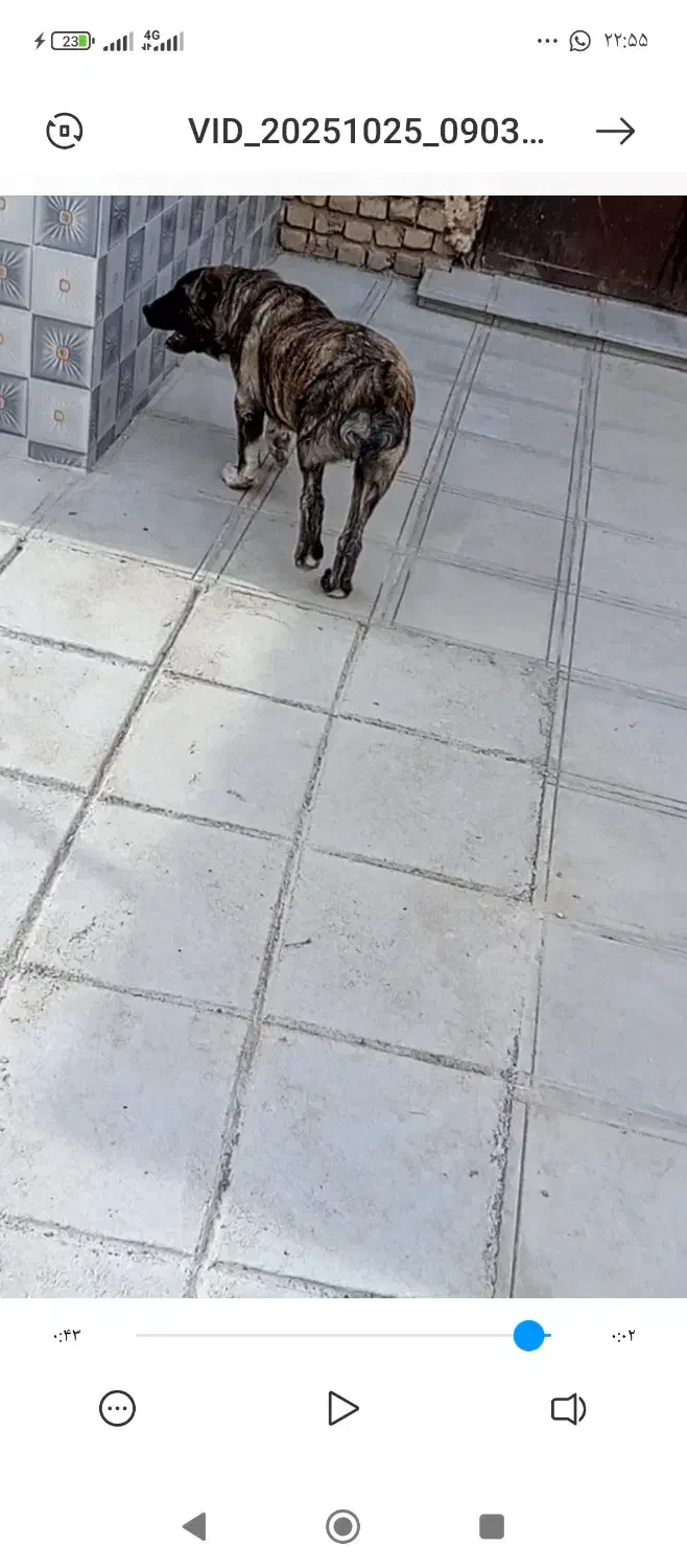 توله سگ دوماهه|سگ|کاشمر, |دیوار