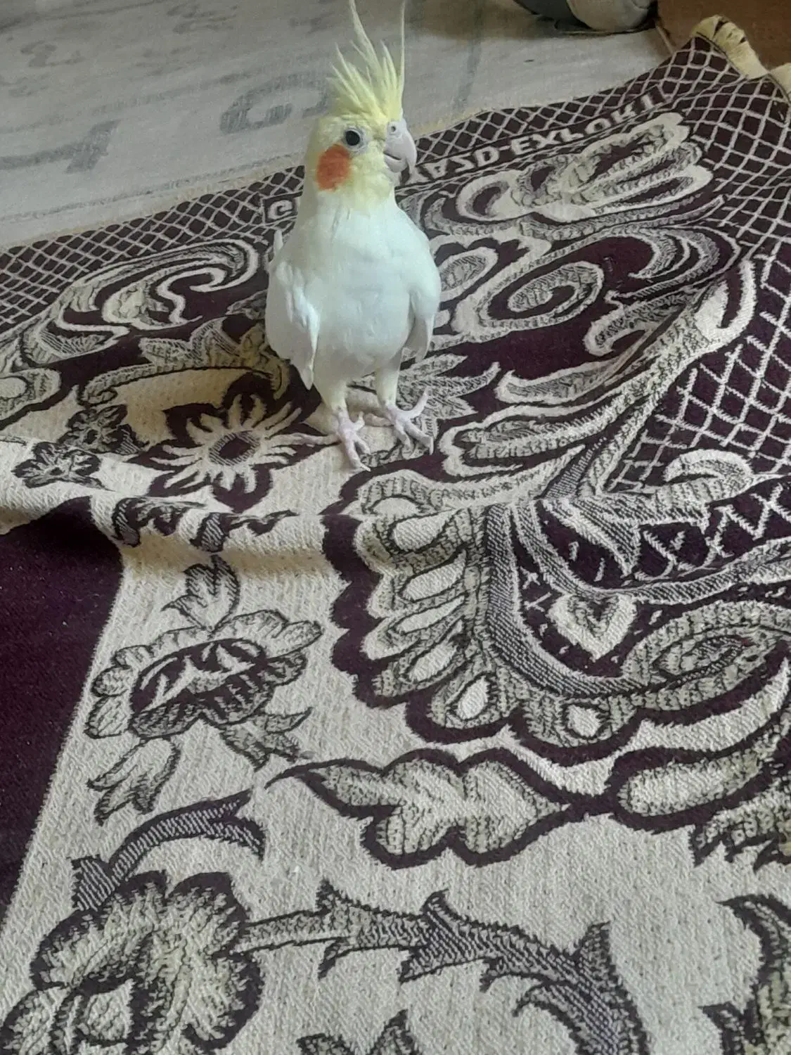 عروس هلندی نر|پرنده|بزینه رود, |دیوار