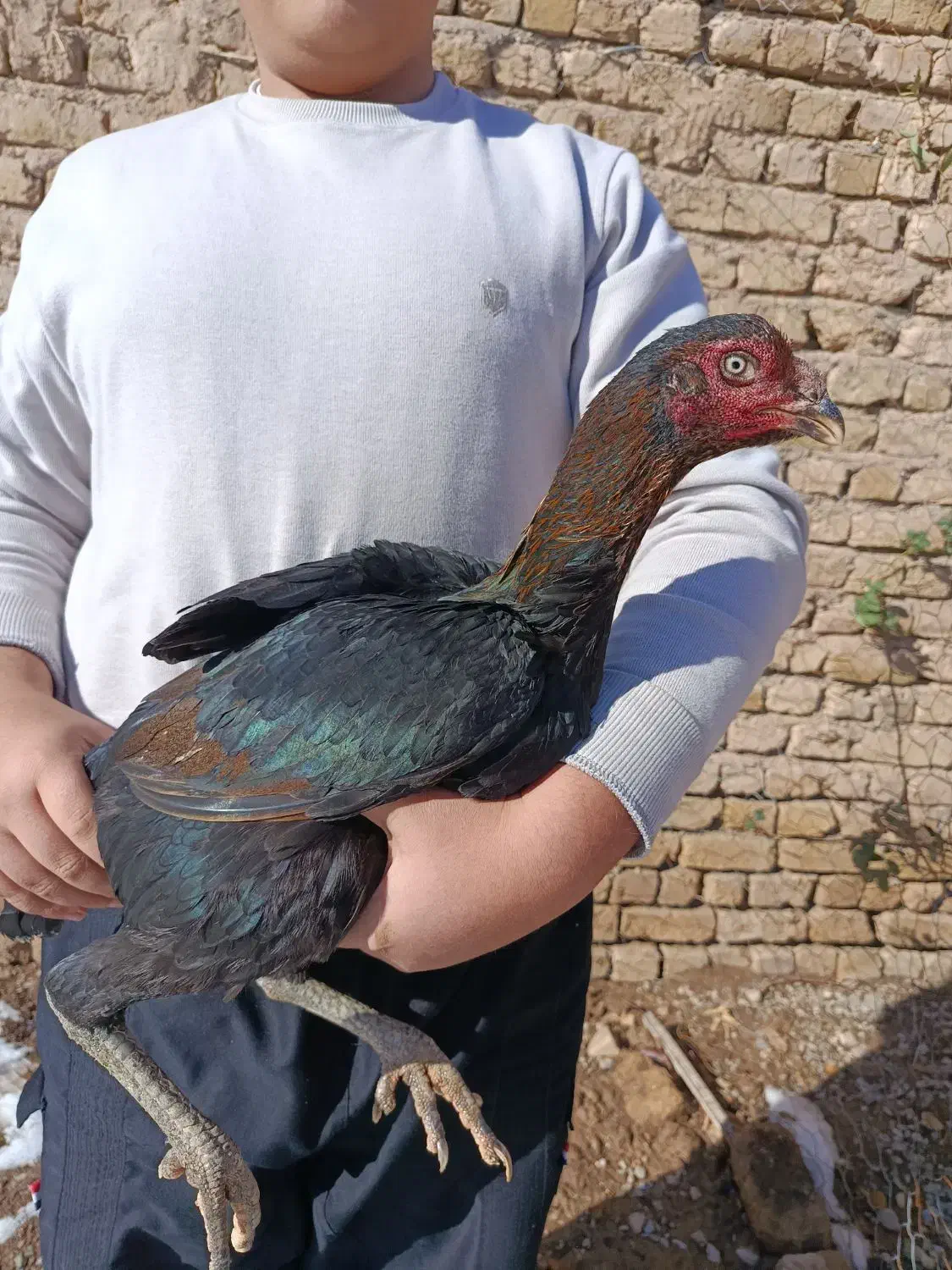 مرغ لاری|حیوانات مزرعه|نصر آباد, |دیوار