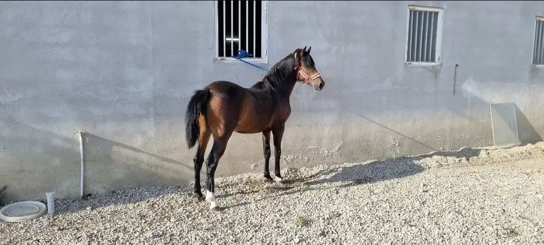 فروش چند راس اسب نریان و مادیان|اسب و تجهیزات اسبسواری|نوشین شهر, |دیوار