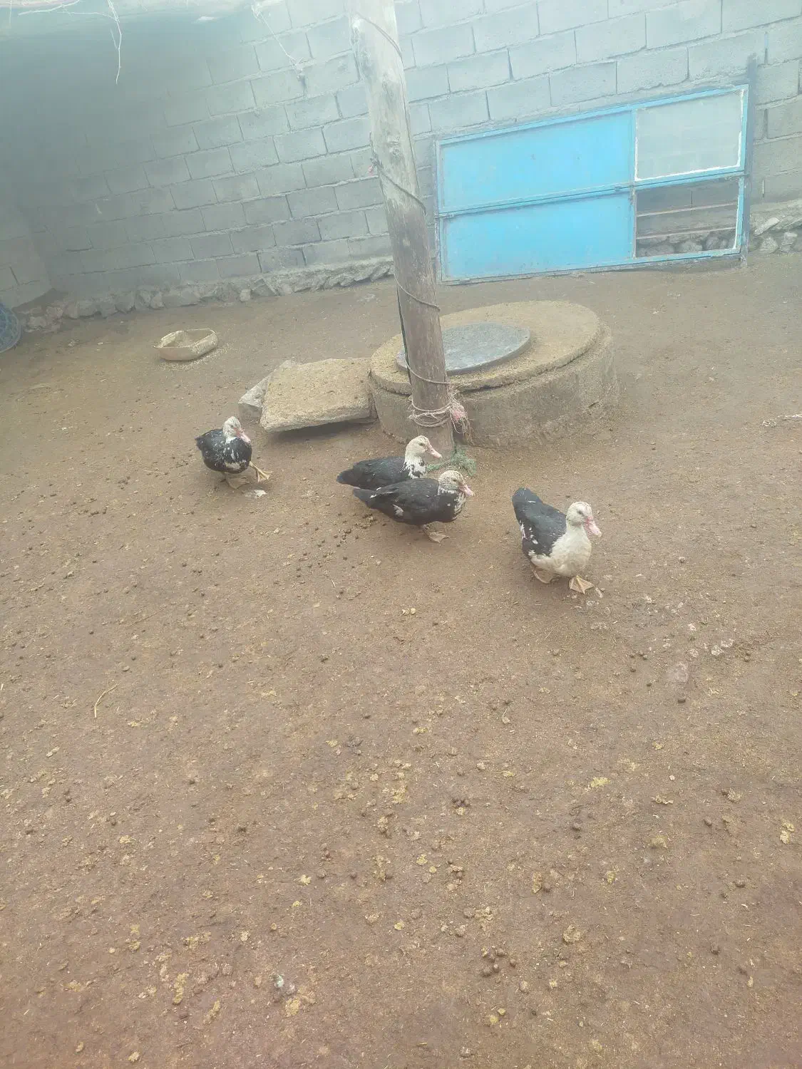 هستم|پرنده|بزینه رود, |دیوار