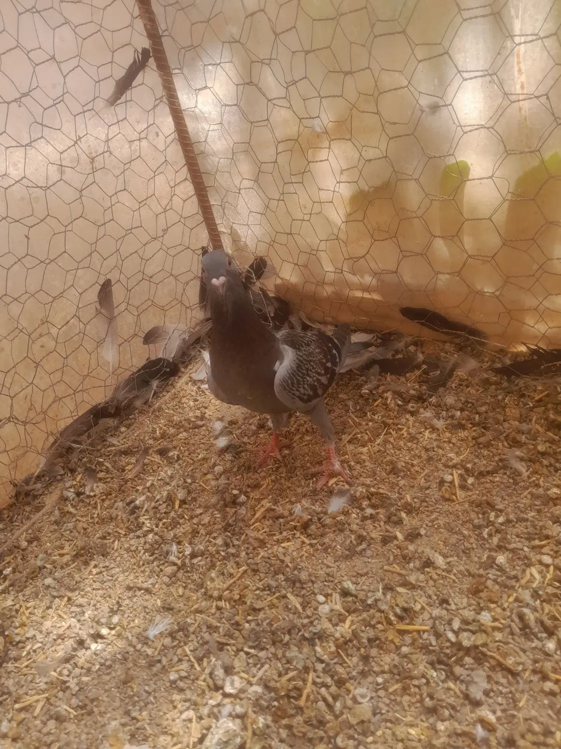 کبوتر|پرنده|آباده, |دیوار