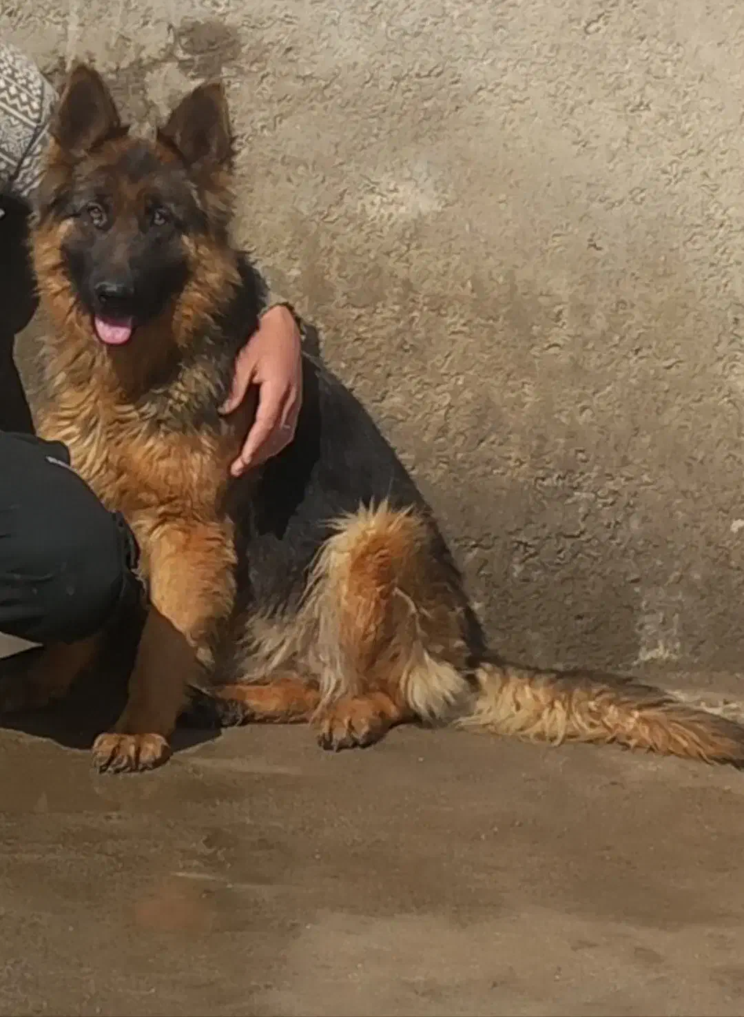 ژرمن ماده برای کشش ، جفتگیری|سگ|گنبد کاووس, |دیوار