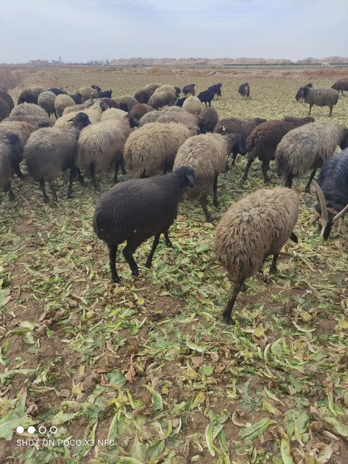 بره ماده|حیوانات مزرعه|پیشوا, |دیوار