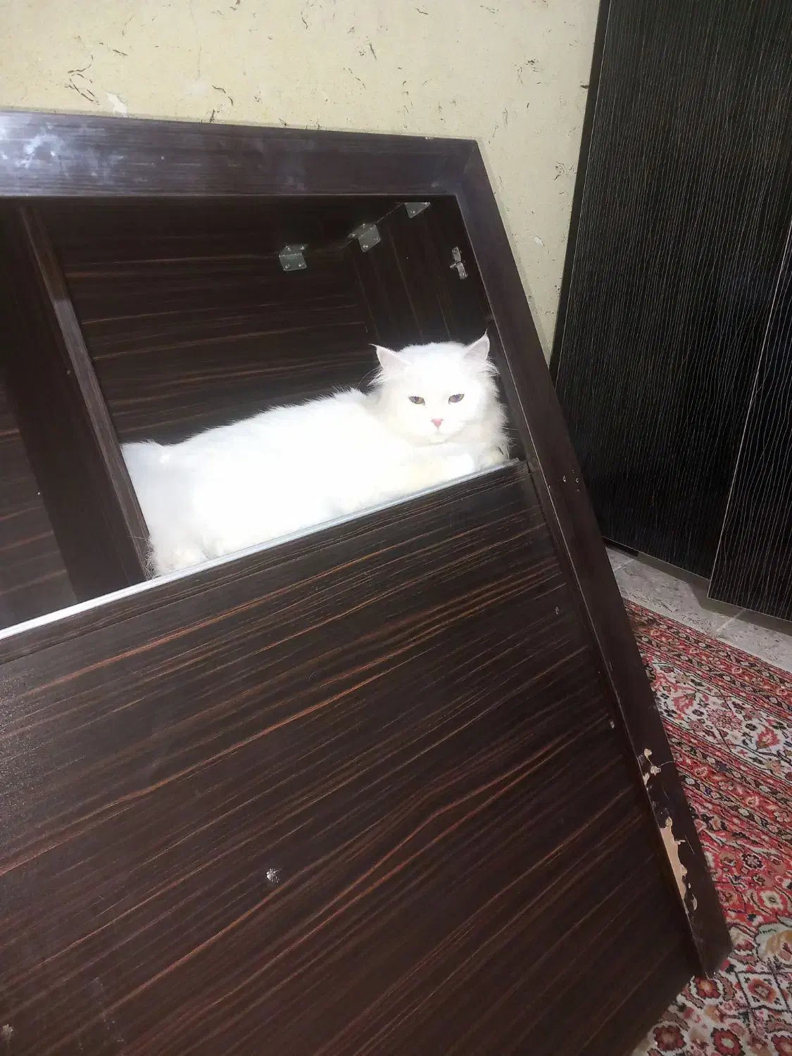 گربه ماده|گربه|اهواز, عین ۲|دیوار