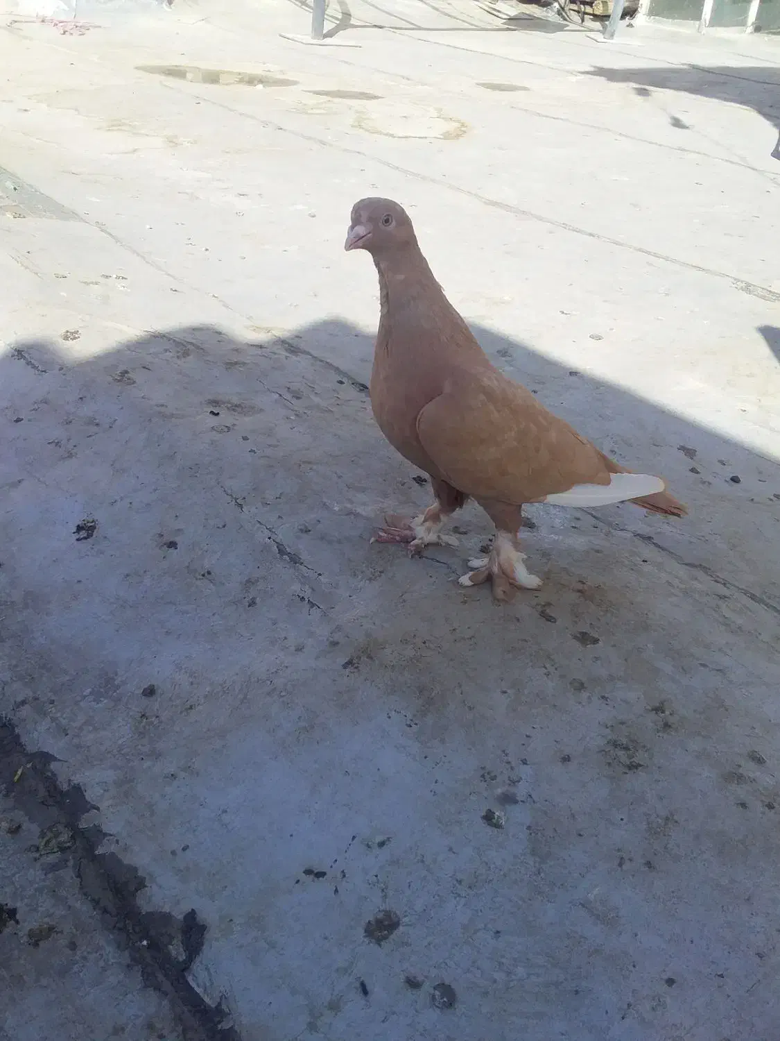 کفترزرد|پرنده|ارس, |دیوار