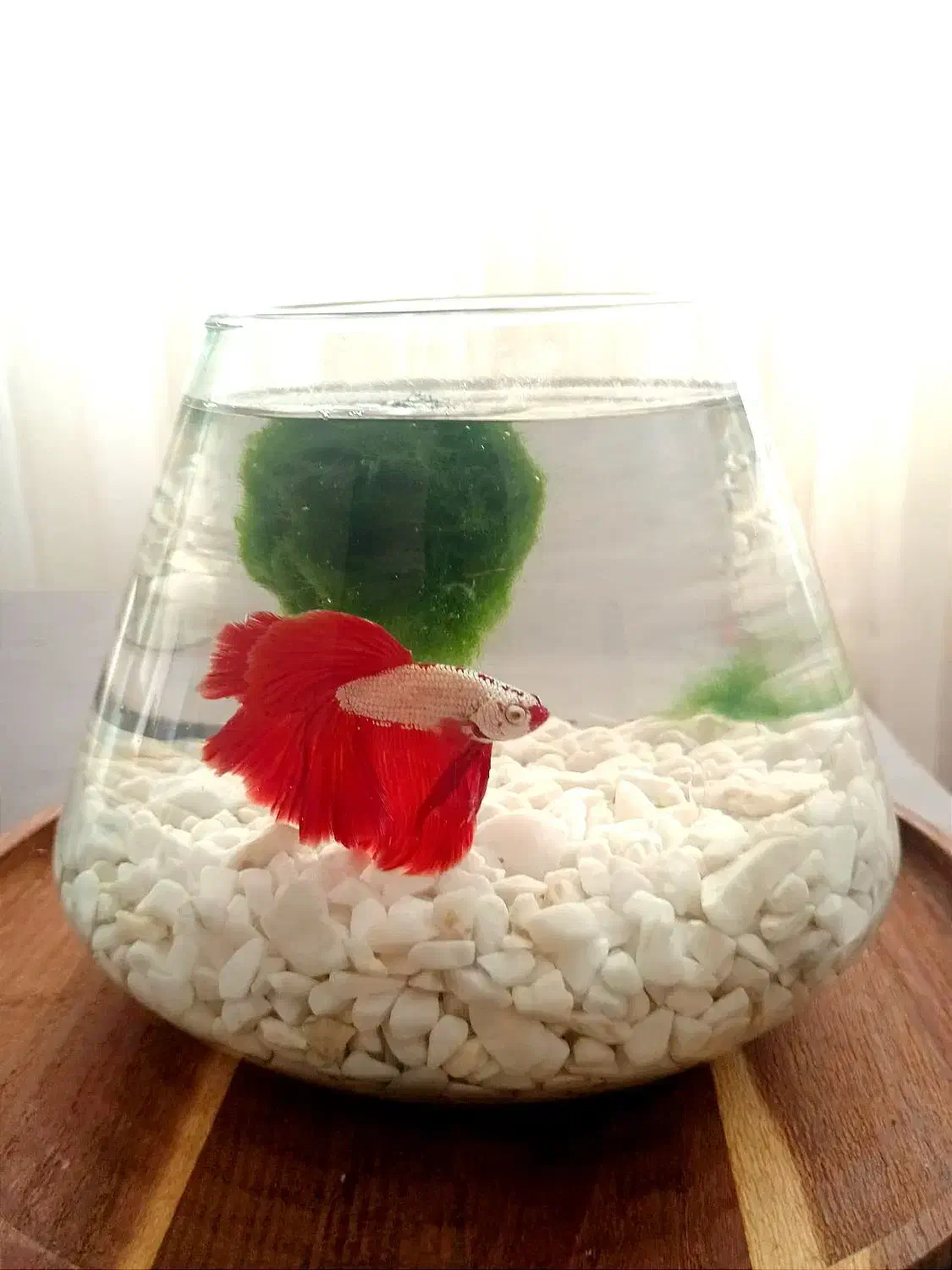 تنگ پینترستی|ماهی|بندرعباس, |دیوار